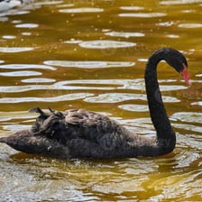 A young cygnet swimming on a pond