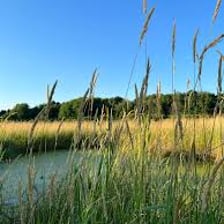 Tall reeds growing beside a pond.