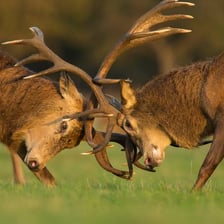 A red deer stag during the rutting season