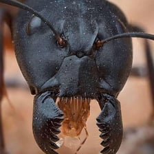A worker ant viewed close up.