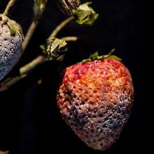 Fruit visibly rotting and breaking down.