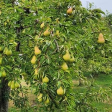 A ripe pear hanging on a pear tree in an orchard