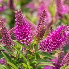 A Hebe shrub bearing small purple flowers.