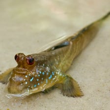 A mudskipper resting on exposed wet mud beside shallow water.