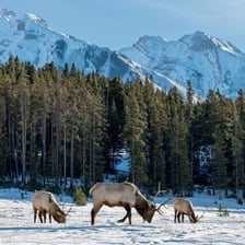 A broad coniferous boreal forest landscape in the Russian taiga.