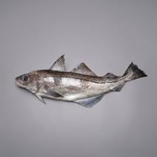 A whole haddock displayed on ice.