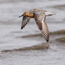 A red knot shorebird beside water