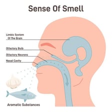 An illustration representing the human sense of smell