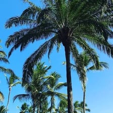 A hot tropical landscape with palm trees.
