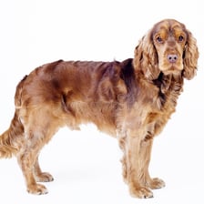 A Cocker Spaniel with its characteristic long ears.