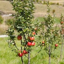 An apple tree bearing fruit.