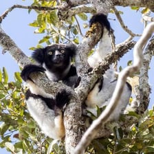 An indri lemur sitting in a Madagascan forest