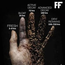 Organic matter undergoing visible decay