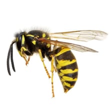 A close-up view of a wasp