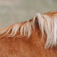 A close-up of the long mane growing from a horse’s neck.