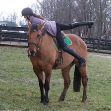A rider sitting on a horse.