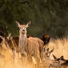 A female red deer standing in woodland.