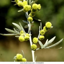 A botanical photograph of an Artemisia plant.