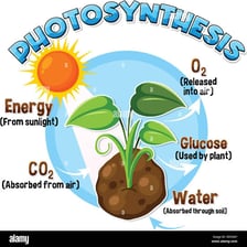 A biology-themed illustration representing life