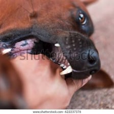 A close-up view of an animal showing teeth used for biting