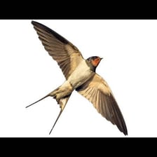 Barn swallow flying with its pointed wings and forked tail