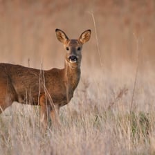 A roe deer standing in a rural woodland setting.
