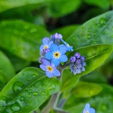 Small blue forget-me-not flowers with yellow centres.