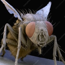A close-up photograph of a common housefly