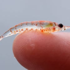 A close view of small krill crustaceans in seawater