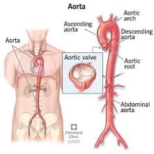 An anatomical illustration showing the human aorta