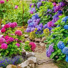 A leafy flowering shrub growing in a garden.