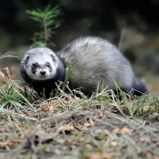 A European polecat in a woodland setting