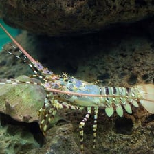A lobster shown in its natural crustacean form