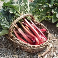 A rhubarb plant with broad leaves and red stalks.