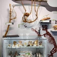 A museum display representing an extinct species.