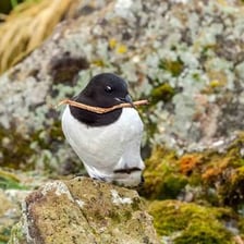 An auk seabird standing on a rocky coastal ledge