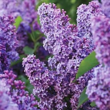 A lilac shrub covered in purple flower clusters
