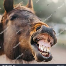 A horse with its mouth open as it neighs