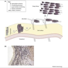 A scientific illustration representing elastin fibres in connective tissue.