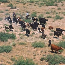 A group of cattle gathered together in a field