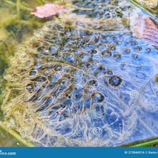 Clusters of biological ova in water