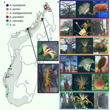 Madagascar represented by its island outline and distinctive baobab landscape