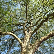 A mature plane tree with broad leaves