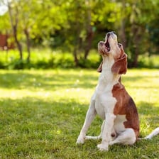 A visibly nervous dog barking.