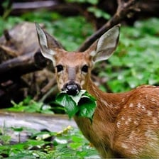 A red deer browsing among green vegetation.