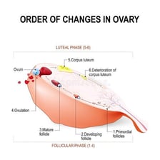 A simple biological illustration showing an ovary releasing an egg.