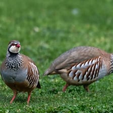 A partridge standing in grassy habitat
