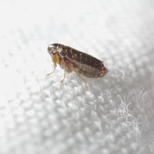 A close-up photograph of a flea