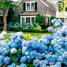 A hydrangea shrub covered with large clusters of flowers.