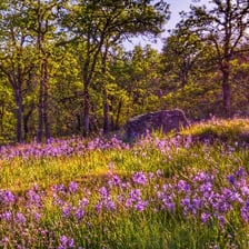 A meadow in spring with wildflowers
